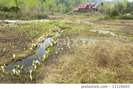 Tsugaike Nature Park 11126665
