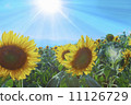 Sunflower field 11126729