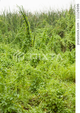 Overgrown trees. 11126896