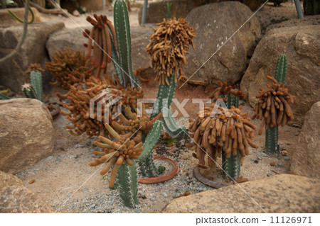 Cactus 11126971