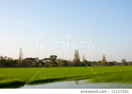 Trees in rice fields. Trees in rice fields. 11127201