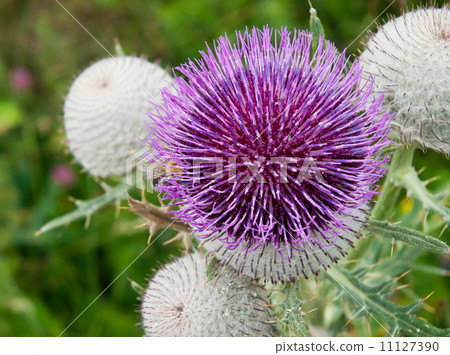 Close up of a thistle Close up of a thistle 11127390