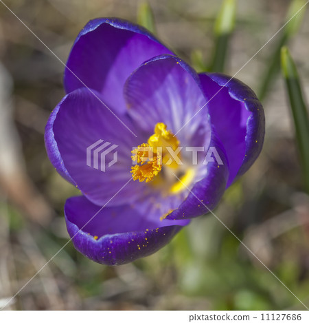 Detail of purple crocus flower Detail of purple crocus flower 11127686
