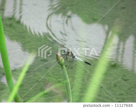 Dragonfly Dragonfly 11127688
