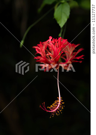 Fulinbrasso 11127737