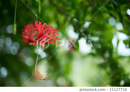 Fulinbrasso Fulinbrasso 11127738