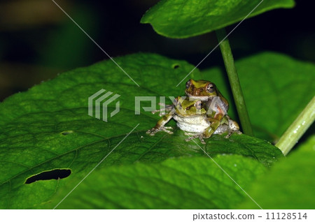 Pair of rain frogs 11128514