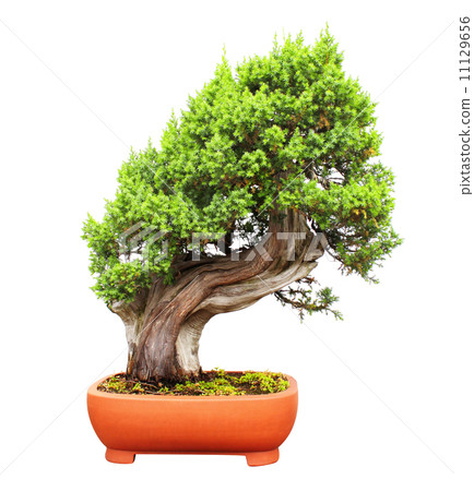 Bonsai 11129656