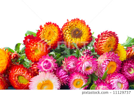 Everlasting flowers 11129737