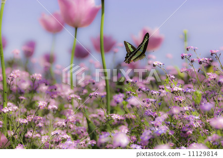 Forgetful grass and butterflies Forgetful grass and butterflies 11129814