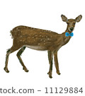A deer 11129884