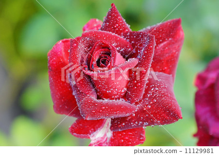 Rose of wine red 11129981