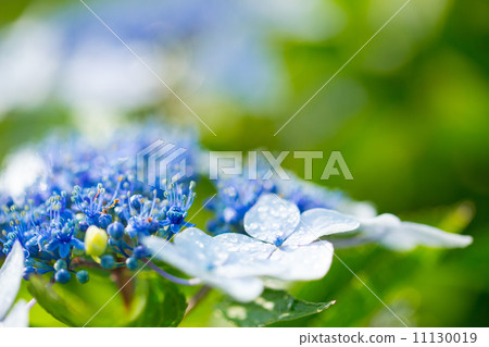 Hydrangea 23 Hydrangea 23 11130019
