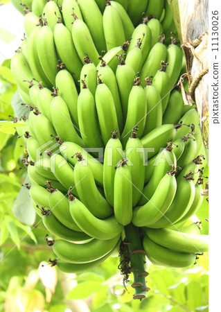 banana banana 11130026