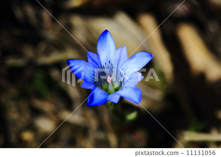 Tateyama Gentian 11131056
