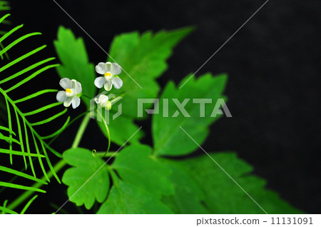 富森克魯茲 11131091