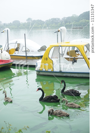 森巴湖的天鵝 11131347