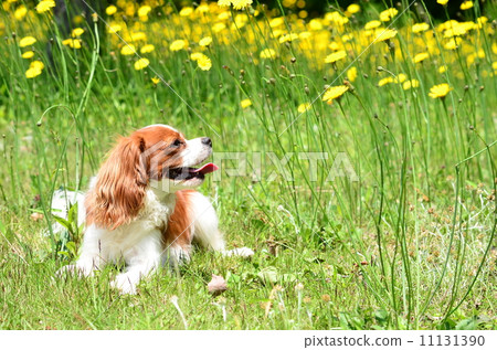 花圃♪ 花圃♪ 11131390