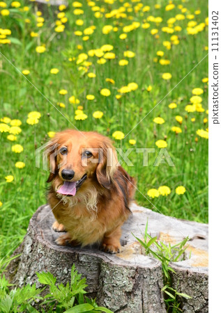 Pork has bloomed ♪ 11131402