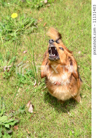 Damn it! ! ! 11131403