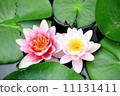 祝賀的睡蓮。 11131411
