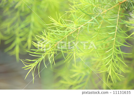 Tea tree 11131635