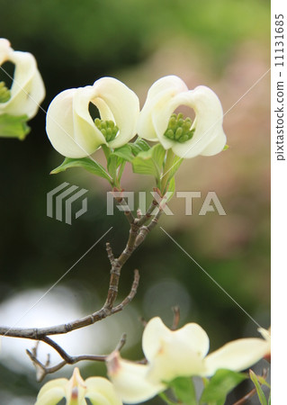 山茱萸第2部分 山茱萸第2部分 11131685