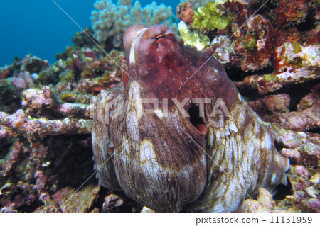 Octopus to see from the nest hole Octopus to see from the nest hole 11131959
