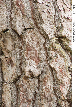 Epidermis of pines 11131990