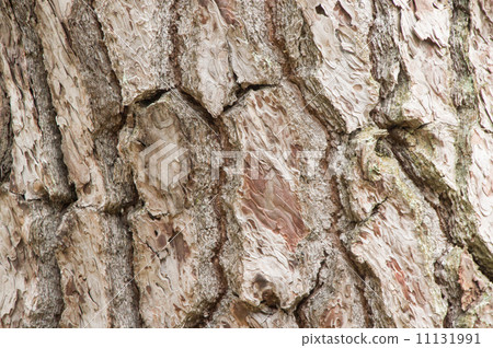 Epidermis of pines 11131991