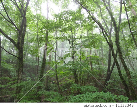 Forest of Mist (Sampuyama) 11132342