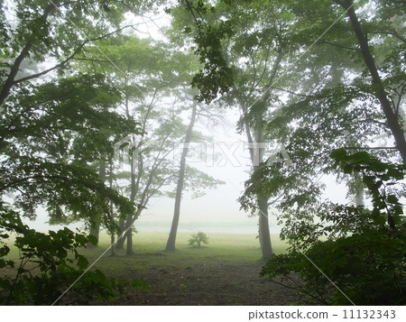 霧林（Sampuyama） 11132343