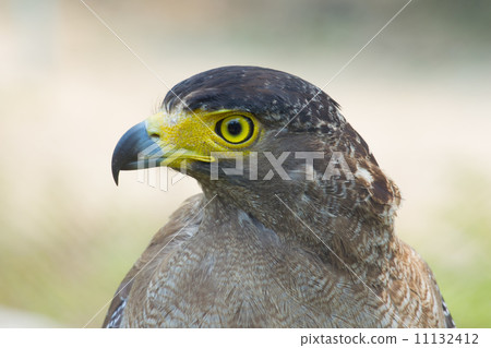 young golden eagle young golden eagle 11132412