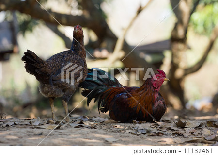 couple of chicken 11132461