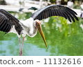 Painted Stork 11132616