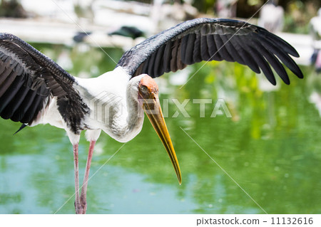 Painted Stork 11132616
