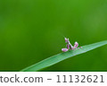 pink Mantis in nature 11132621