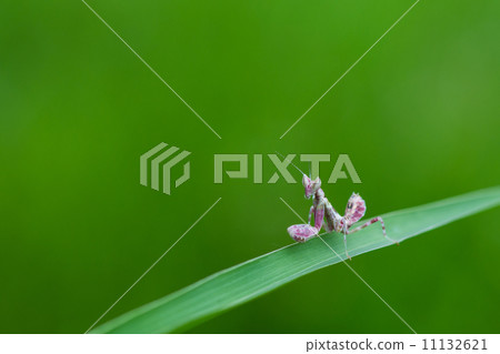 pink Mantis in nature pink Mantis in nature 11132621