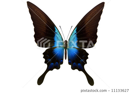 beautiful butterfly isolated on white 11133627