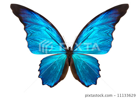 beautiful butterfly isolated on white beautiful butterfly isolated on white 11133629