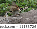 Sparrow Sparrow 11133726