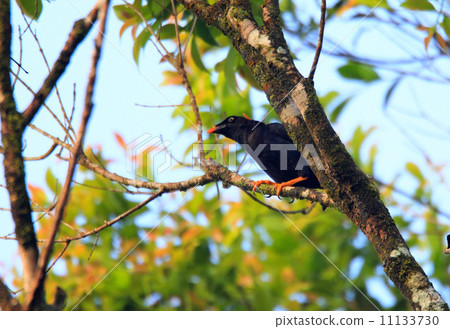 錫蘭黃瓜 11133730