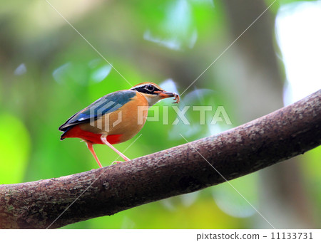 印度珍珠牡蠣 印度珍珠牡蠣 11133731