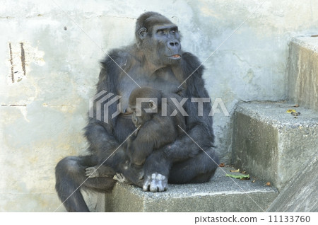 Parent and child of gorilla Parent and child of gorilla 11133760