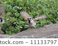 RPG style sparrow RPG style sparrow 11133797