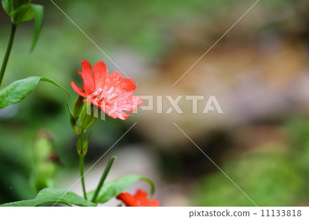 An endangered plant Matsumoto Senow (endangered species II (VU)) 11133818