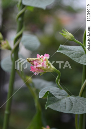 Blooming morning glory buds 11134049