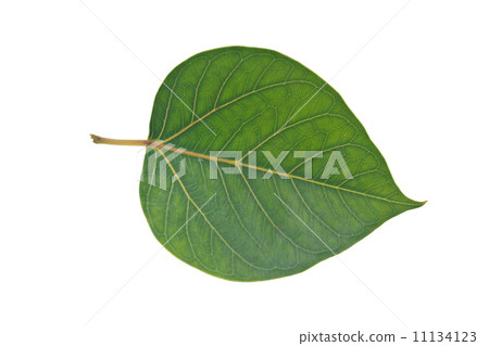Sacred Fig leaf Sacred Fig leaf 11134123