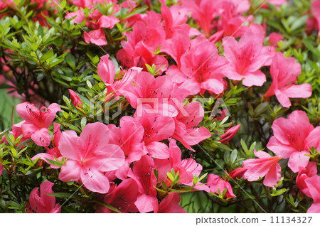 Satsuki Satsuki 11134327