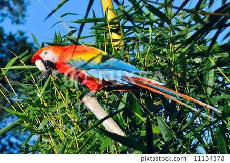 Amazonian Macaw - Ara ararauna in front of a blue sky Amazonian Macaw - Ara ararauna in front of a blue sky 11134378